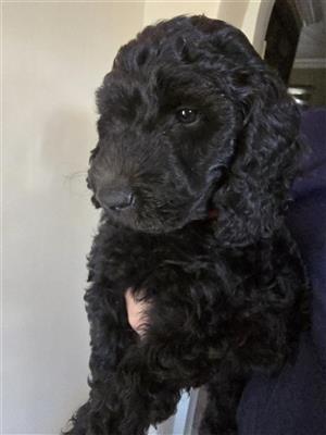 Labradoodle puppies for sale