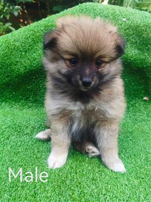 Toypom puppies for sale.