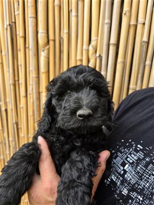 Male Labradoodle puppy