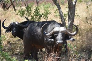 Private 632-Hectare Game Reserve & Luxury Lodge