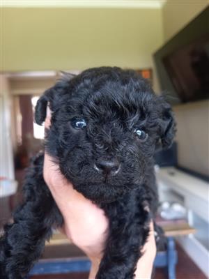 Female French poodle puppies 