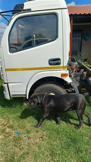 Danfong Doulika Truck