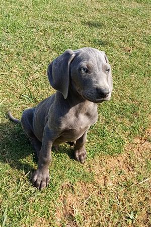Weimaraner puppies