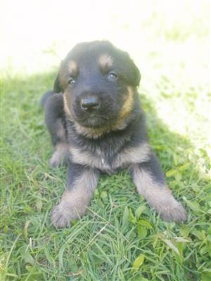 Puppies for sale Germany shaped 