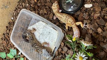 Leopard geckos with cage