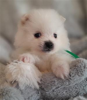 Pomeranian Toypom Puppies