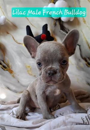 Gorgeous Exotic French bulldog puppies available