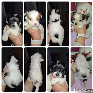 Pure bred yorkie females