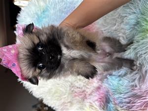 Adorable Toypom girls 