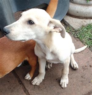 White Shepherd x Labrador puppy