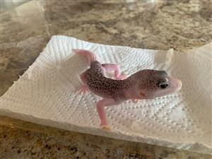 Baby Leopard Gecko
