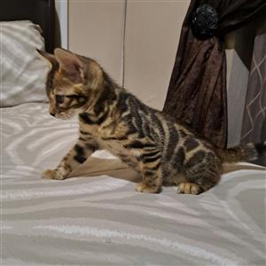 Bengal Kittens
