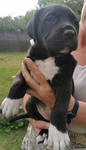 Great Dane puppies 