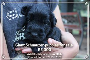Giant Schnauzer puppies for sale 