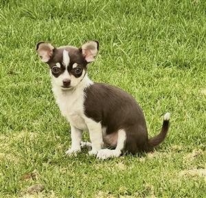 Chihuahua puppy