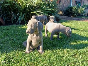 Weimaraner puppies