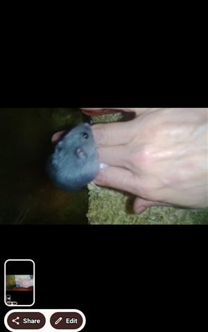 Dwarf hamsters
