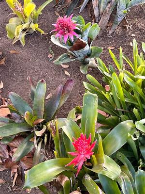 Bromeliads with flowers