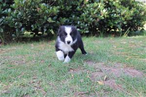 Border Collies