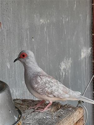Diamond doves for sale 6 months old 
