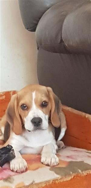 Purebred Beagle Puppy 