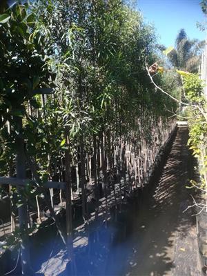 Karee trees for sale