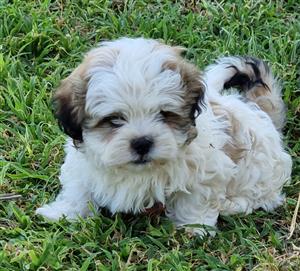 Shihtese Puppy for sale