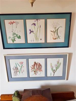 Framed Kirstenbosch plant prints