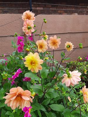 Dahlia Bulbs for sale.