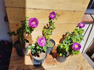 Beautiful Fragrant Purple Floribunda Roses