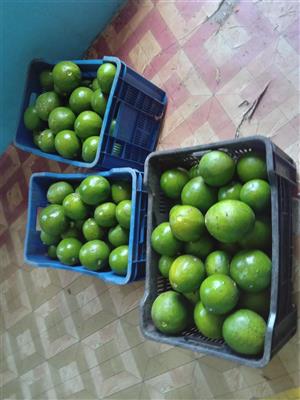AVOCADO PEARS FOR SALE 3 TOMATOES CARTES  ONLY