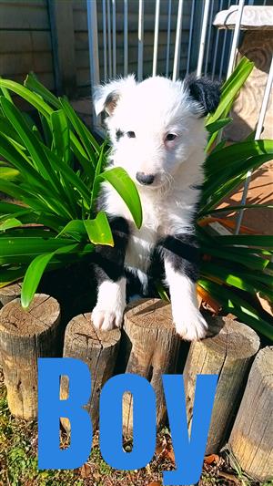 Border Collie puppy ( Male) 