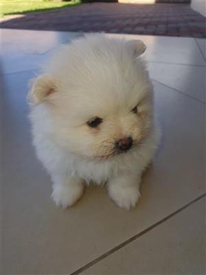 Purebred Pomeranian Puppies 