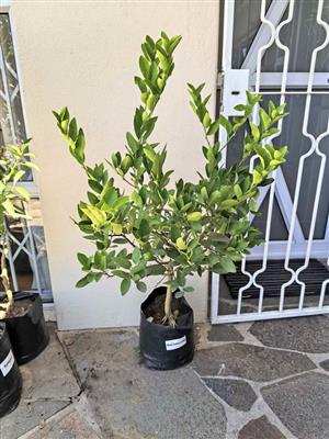 West Indian Lime Trees