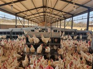 poultry farm for sale in ga