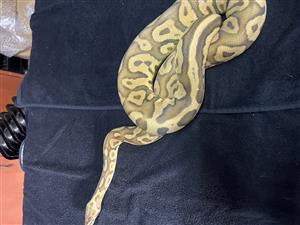 Ball pythons