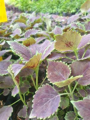 Coleus plant
