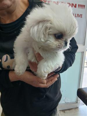 Adorable puppies for sale 