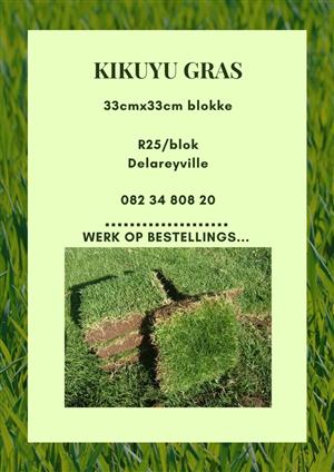 Kikuyu gras