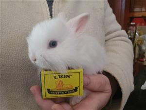 Purebred Jersey Wooly Dwarf Rabbits Dwerg hasies Pretoria