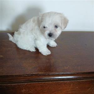 Miniature Maltese 