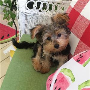 Yorkshire Terrier (Yorkie) Puppies for Sale 