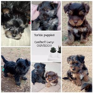 Yorkie puppies  8 and 9 weeks old