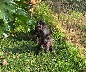 Stunning French bulldog puppies available