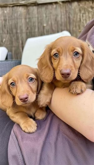Dachshund puppies for sale