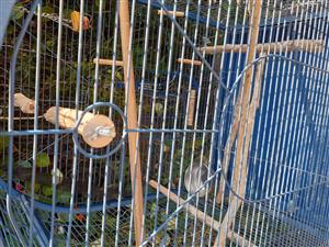 Brand new parrot cage, blue, 
