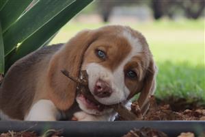 Kusa registered Beagle pups