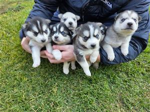 Puppies Pomsky 