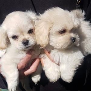 PeekaPoo Maltese X Pekingese