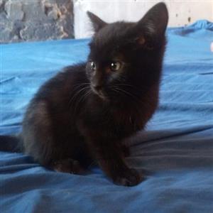 Pitch black kittens